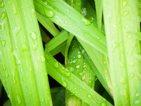 Rain Drops on Grass close up