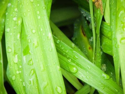 Rain Drops on Grass close up