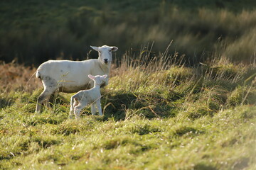 baby lamb with the mother