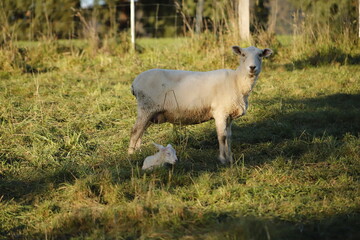 baby lamb with the mother