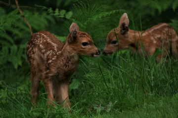 twin fawns kissing noses