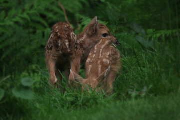 twin fawns