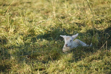 Obraz premium baby lamb playing in the field