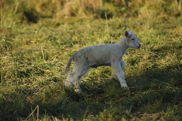 Obraz premium baby lamb playing in the field