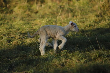 baby lamb playing in the field