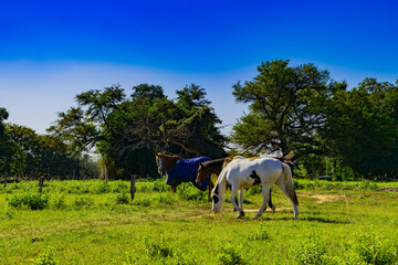 Caballos Pastando