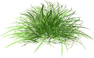 Front view of Plant (Grass 2) Tree png illustration vector