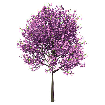 Front view of Tree (Cherry tree ) Plant png illustration vector	