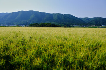 風景素材　爽かな初夏の麦畑