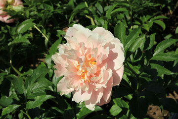 Blooming pink peony on the flower bed