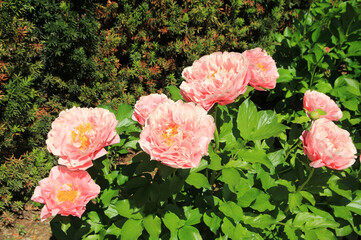Blooming pink peonies on the flower bed