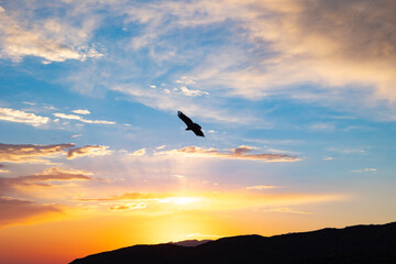 Fototapeta na wymiar eagle in the sunset
