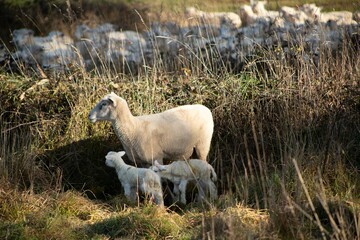 baby lamb with the mother