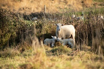 baby lamb with the mother