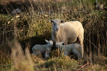 Fototapeta premium baby lamb with the mother
