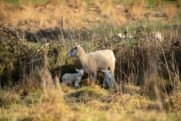baby lamb with the mother