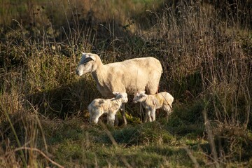 baby lamb with the mother