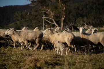 sheep in a paddock hang on