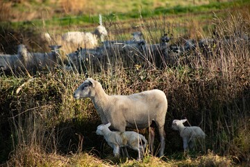 baby lamb with the mother