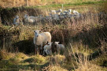 Fototapeta premium baby lamb with the mother