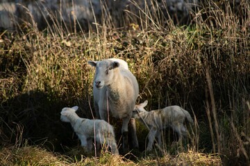 baby lamb with the mother