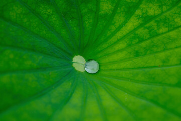 風景素材　鮮かな睡蓮の葉と水滴
