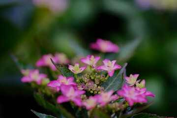 風景素材　初夏に咲く鮮かなアジサイ