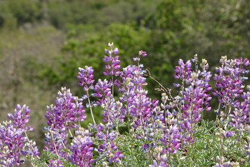 Obraz premium Sky Lupine blooming in Las Trampas Wilderness, California