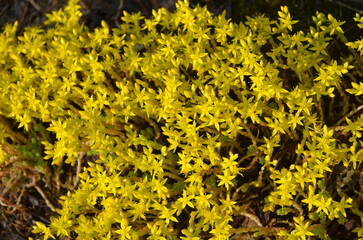 Small yellow wildflowers grow on rocky ground.