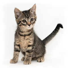 Obraz premium Kitten