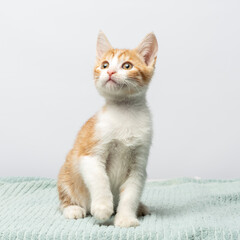 Fototapeta premium Kitten