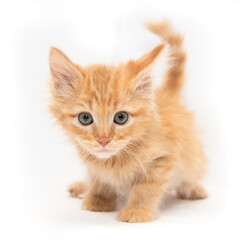 Fototapeta premium Kitten