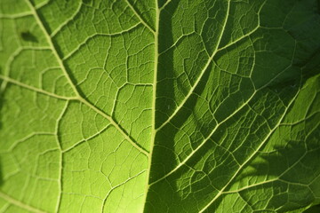 Leaf backside close up texture