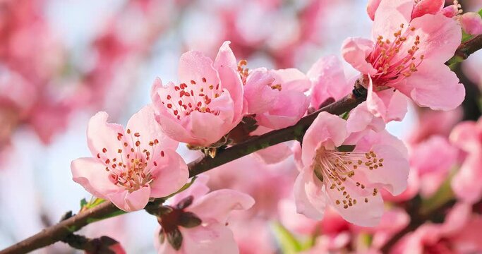 Pink peach flower blossoms in spring season. Beautiful peach blossoms sway in the wind.