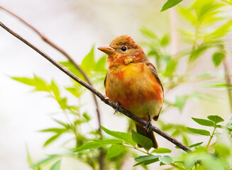 Summer Tanager