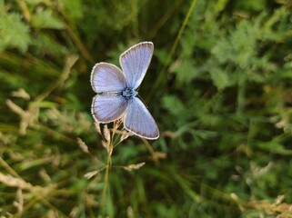 butterfly on the grass