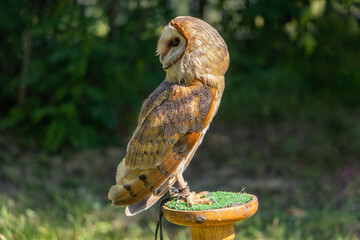 Barn Owl, tyto alba, stands on a stand in the garden