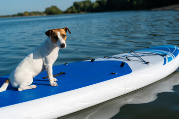 Jack russell terrier dog on a sup board. Summer sport