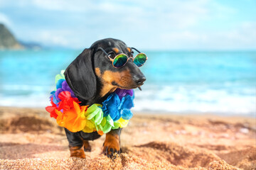 Dog dachshund puppy in dark round glasses and bright Hawaiian decoration of lei stands on beach against background of blue sea. Hawaiian-style party by sea. Gigolo, wedding scams, resort romances. - obrazy, fototapety, plakaty