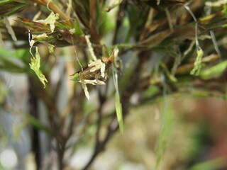 １２０年に一度のスズ竹の花