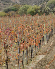 vineyard in autumn