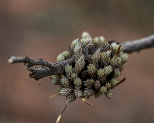 close up of cones