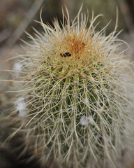 cactus close up