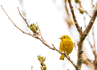 Yellow Warbler on branch
