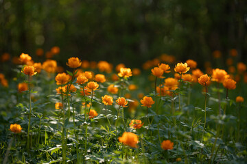 Wild flowers of fiery color translucent with sunlight on a green grassy background. Orange ball-shaped frying buttercups on a sunny lawn in the evening shadows close-up.