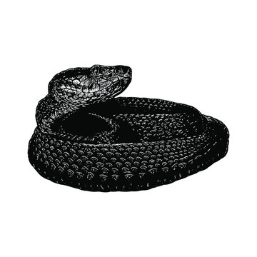habu snake hand drawing vector illustration isolated on background