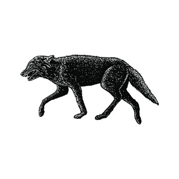 recommend clip art: jackal hand drawing vector illustration isolated on background
