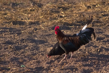 Pareja de Gallo y Gallina caminando