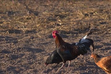 Pareja de Gallo y Gallina caminando