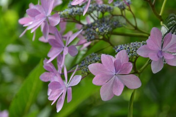 Obraz premium アジサイ